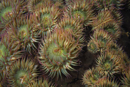 NGS Picture ID:1068135