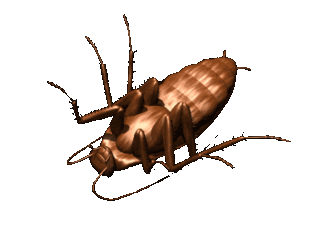 cockroach on back