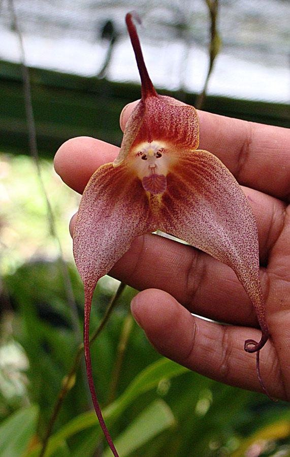 Monkey-Face-Orchid