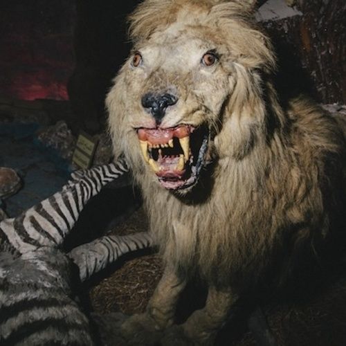 ab5b884cc6f3392b2675c5dd7a2cace3--stuffed-animal-zoo-bad-taxidermy.jpg