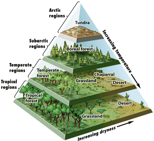 FORESTS-ECOSYSTEM