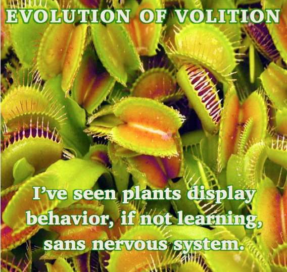 Evolution of Volition