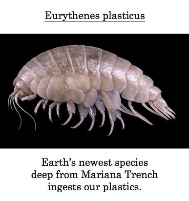 Eurythenes plasticus