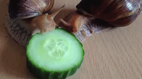 two-snails-eating-a-piece-of-cucumber